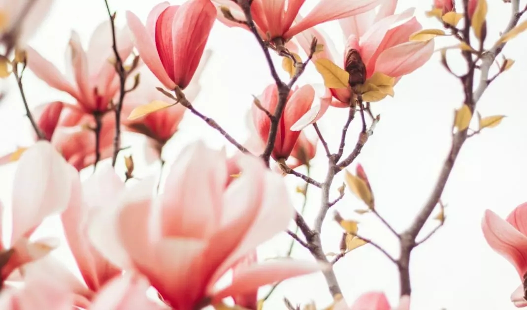 For the first few weeks after planting, the magnolia should be allowed to acclimate to its new environment
