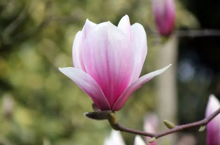 Magnolia needs regular pruning