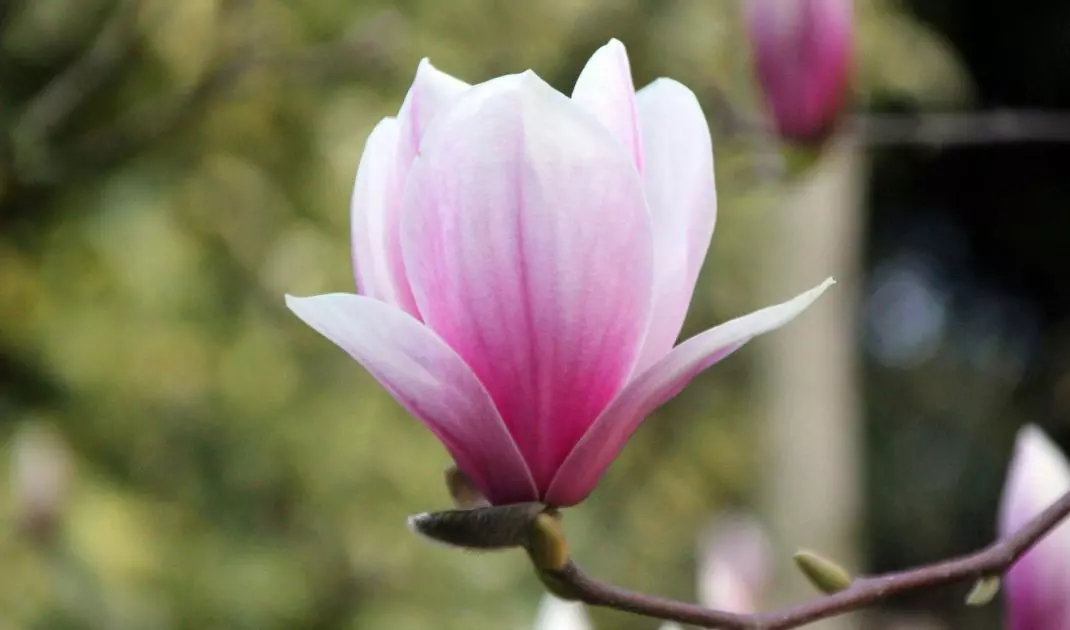 Magnolia wymaga regularnego przycinania