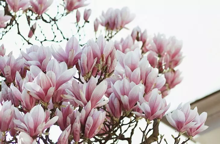 Avoid overwatering the plant, ensure an airy position and remove dried leaves and fallen flowers