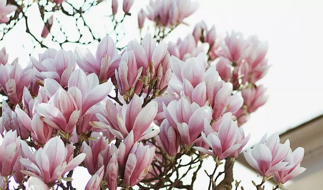 Avoid overwatering the plant, ensure an airy position and remove dried leaves and fallen flowers
