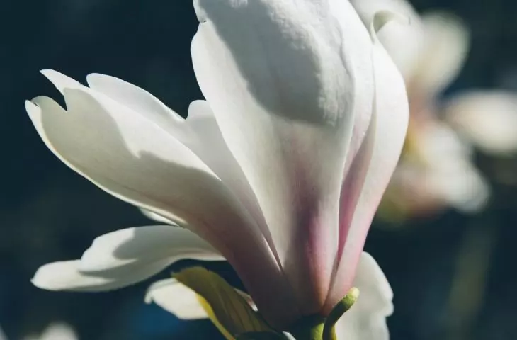 Magnolias do not like drafts, and cold gusts can not only damage delicate buds