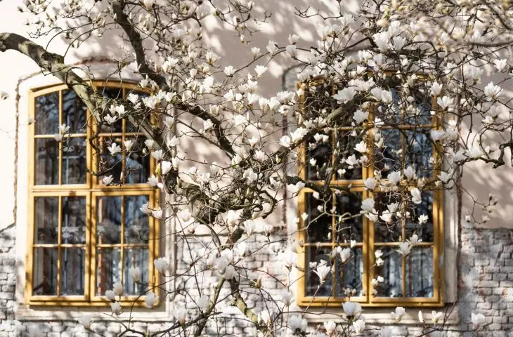 Magnolia kwitnie już wczesną wiosną