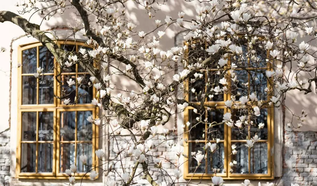 Magnolia kwitnie już wczesną wiosną