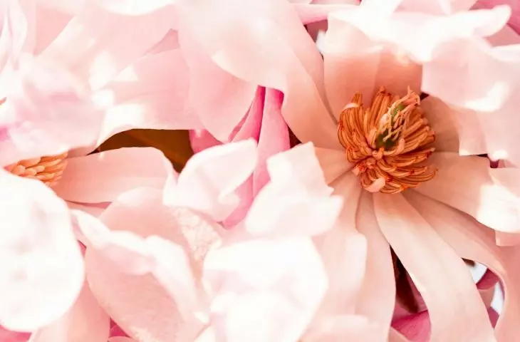 Magnolia tolerates warm places well, but in too hot and dry corners it can quickly lose vitality