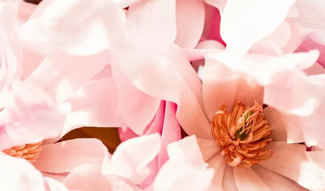 Magnolia tolerates warm places well, but in too hot and dry corners it can quickly lose vitality