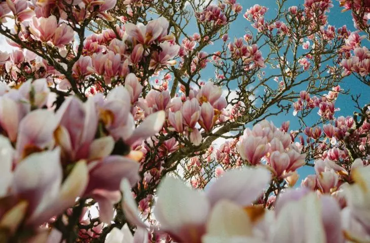 Proper fertilization will promote vigorous growth and abundant flowering of magnolias