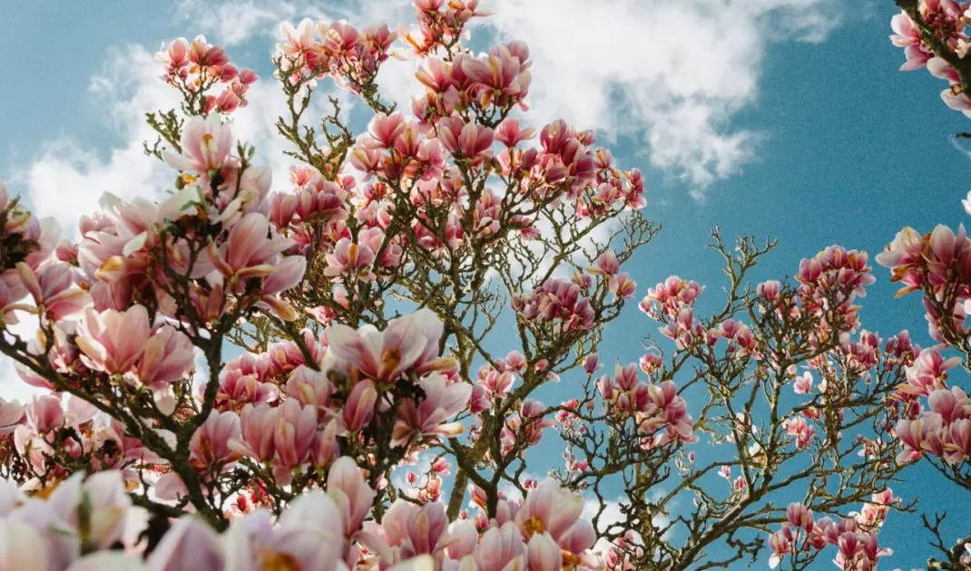 Proper fertilization will promote vigorous growth and abundant flowering of magnolias