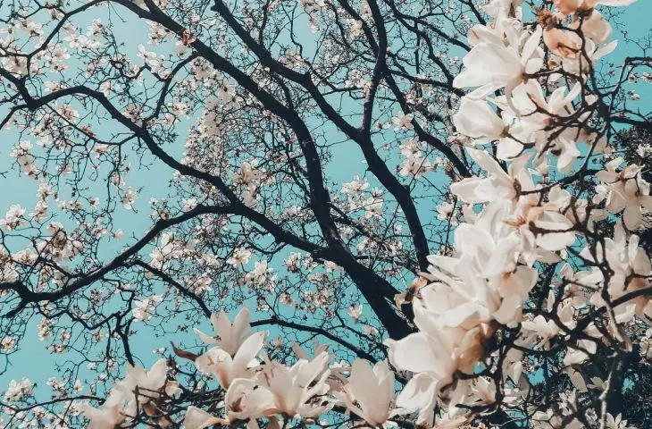 Magnolia bardzo źle znosi przesadzanie, dlatego należy uważnie wybrać dla niej odpowiednie miejsce w ogrodzie
