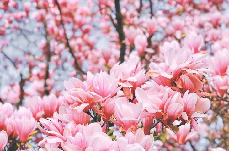Before planting magnolias, it is a good idea to soak the root ball in water for a few hours