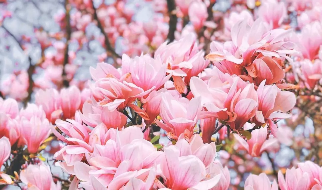 Przed posadzeniem magnolii warto przez kilka godzin namoczyć bryłę korzeniową w wodzie