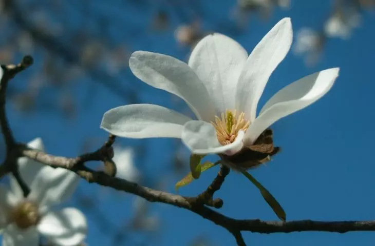 Magnolia to jedna z najpopularniejszych roślin w polskich ogrodach