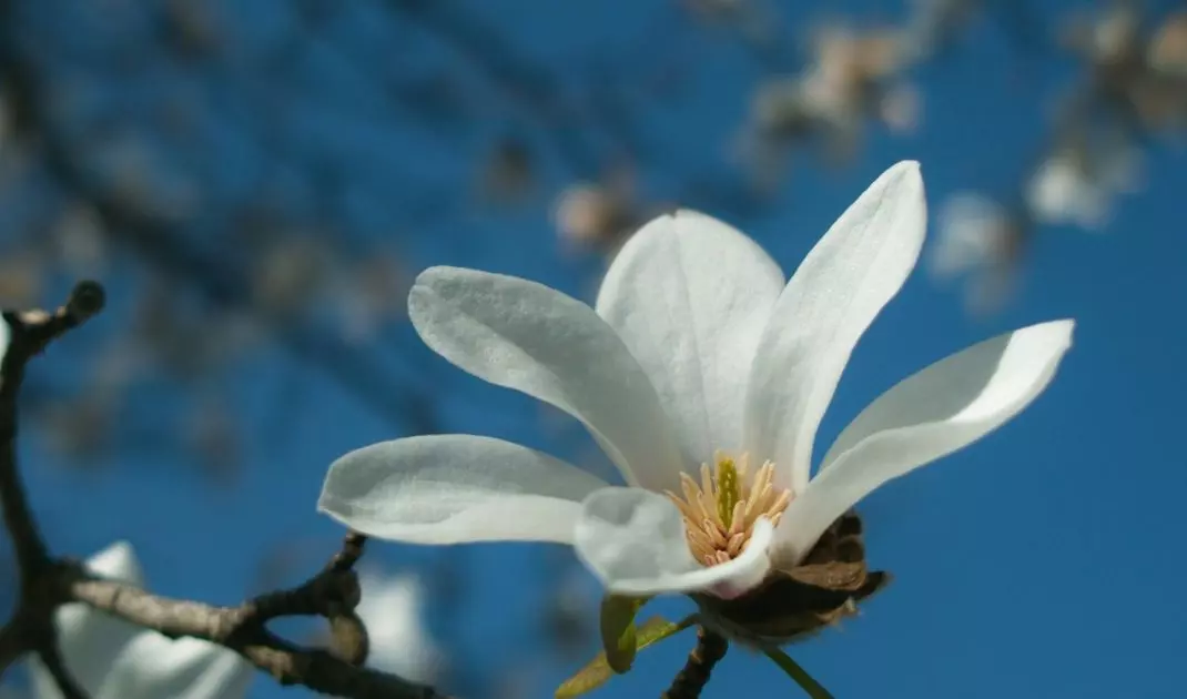 Magnolia is one of the most popular plants in Polish gardens