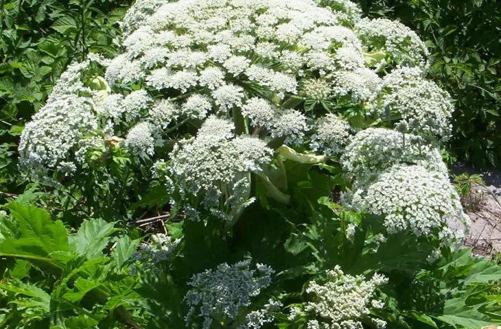Mantegazzi hogweed - a dangerous plant in the garden