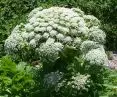 Mantegazzi hogweed - a dangerous plant in the garden