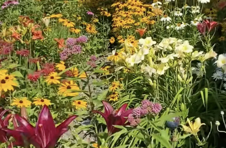 Chaos gardening in practice - screen capture from TikTok
