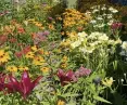 Chaos gardening in practice - screen capture from TikTok