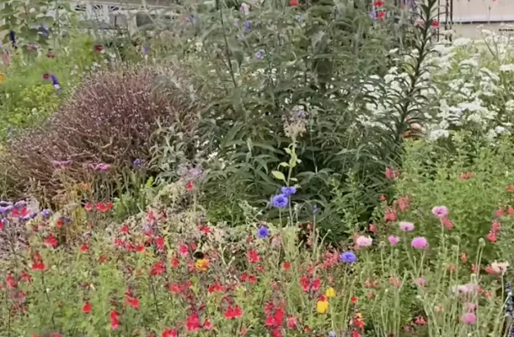 Free home garden - screen from TikTok @ryleesblooms