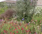 Free home garden - screen from TikTok @ryleesblooms