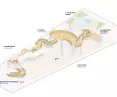 France pavilion at Expo 2025 in Osaka - diagram of movement inside the pavilion 