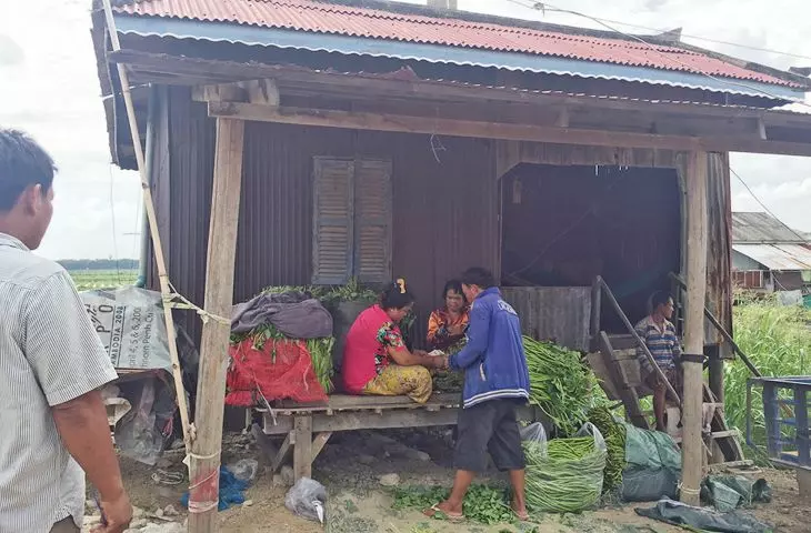 residents in the processing of morning glory