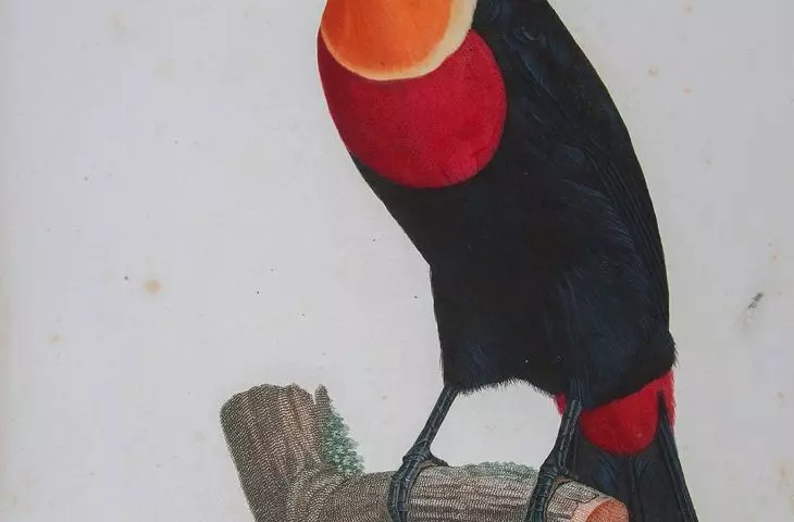 Fire-eyed toucan, Jacques Louis Pérée according to Jacques Barraband
