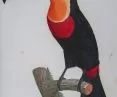 Fire-eyed toucan, Jacques Louis Pérée according to Jacques Barraband