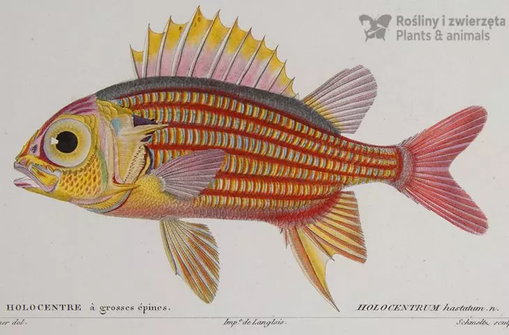 Sargocentron hastatum, Haideridae, Martin Schmeltz according to Jean-Charles Werner