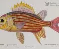 Sargocentron hastatum, hajdukowate, Martin Schmeltz wg Jeana-Charles’a Wernera