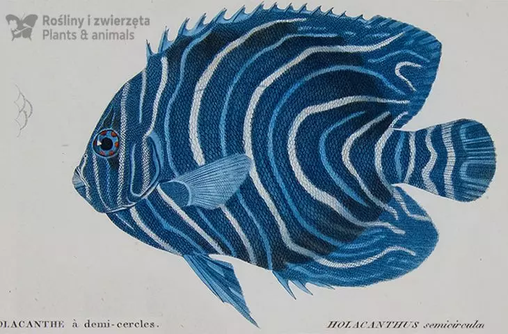 Royal mouthbrood (juvenile), Martin Schmeltz according to Jean-Charles Werner