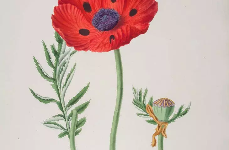 Poppy Papaver bracteatum, Johann Simon Kerner