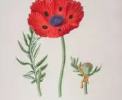 Mak Papaver bracteatum, Johann Simon Kerner