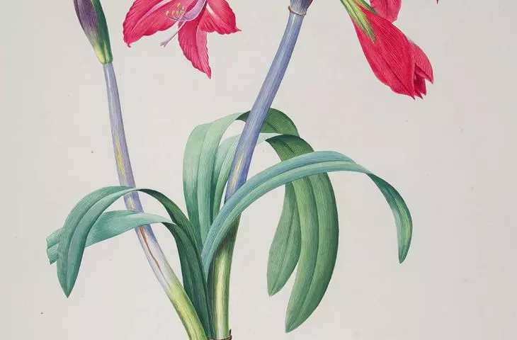 Zwartnica Hippeastrum brasilianum {amarylis}, Johann Simon Kerner