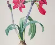 Hippeastrum brasilianum {amaryllis}, Johann Simon Kerner