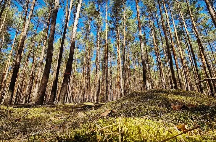 Forest around the forest studio