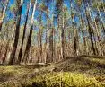 Forest around the forest studio