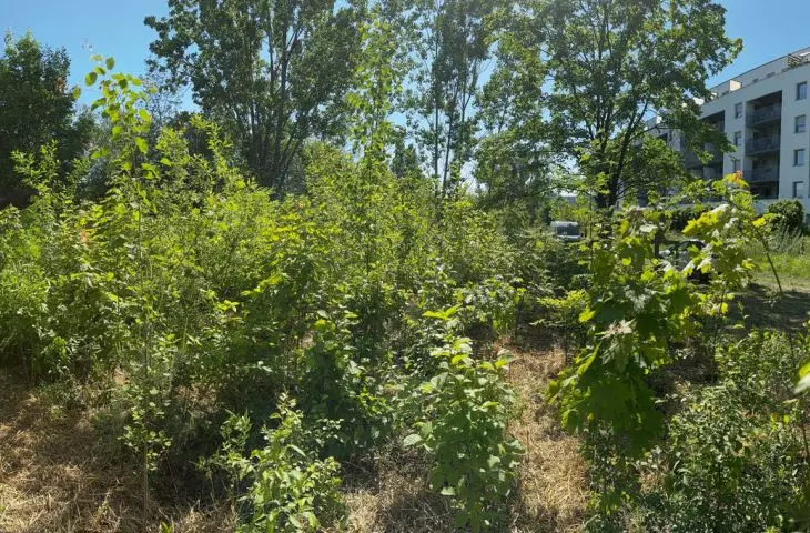 Poznan pocket forest on Milczanska street in Ratajy