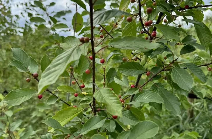 Common buckthorn - one of 35 native tree and shrub species in Krakow's Zablocie micro-forests