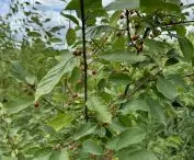 Common buckthorn - one of 35 native tree and shrub species in Krakow's Zablocie micro-forests