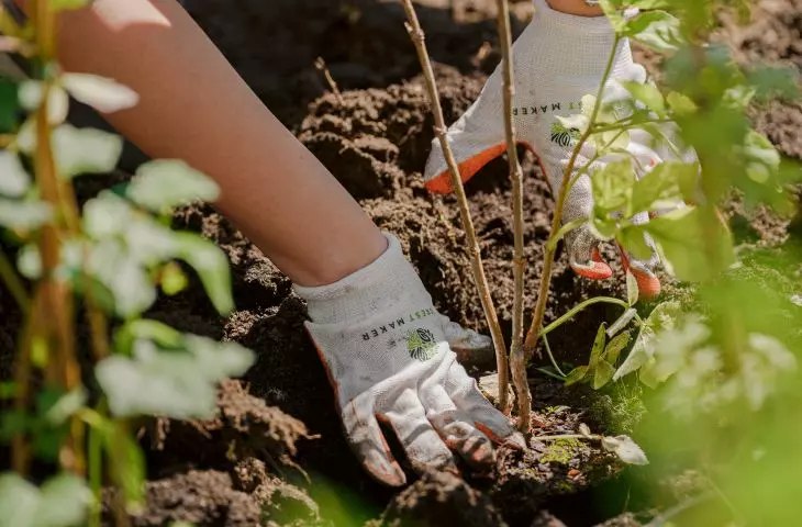 The key to planting a forest according to the Miyawaki method is thorough soil preparation, proper mulching