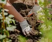 The key to planting a forest according to the Miyawaki method is thorough soil preparation, proper mulching