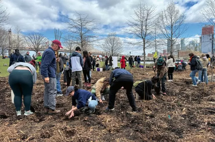 Planting the first Miyawaki forest on Roosevelt Island in Manhattan, New York, spring 2024