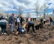 Planting the first Miyawaki forest on Roosevelt Island in Manhattan, New York, spring 2024