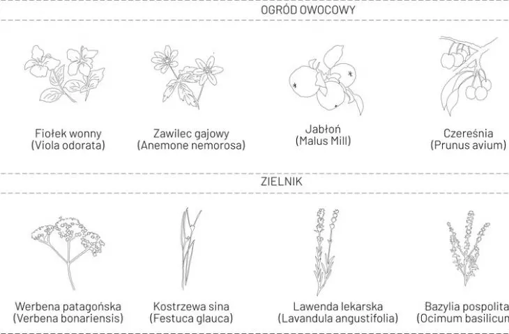 ogród