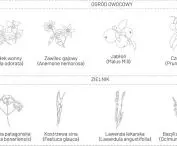 ogród