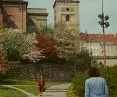 Greenery project: Alina Scholtz - W-Z route from the side of Nowy Zjazd street; flowering pear and apple trees give the Old Town a unique character; 