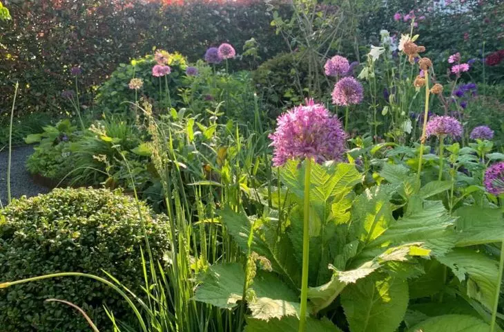 Garden in Genolier, flowers