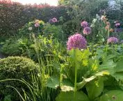 Garden in Genolier, flowers