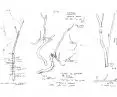 sketches