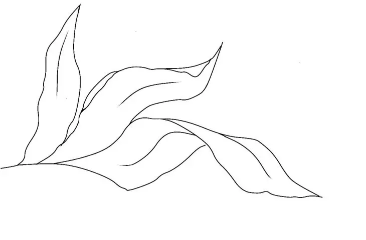 alga morska